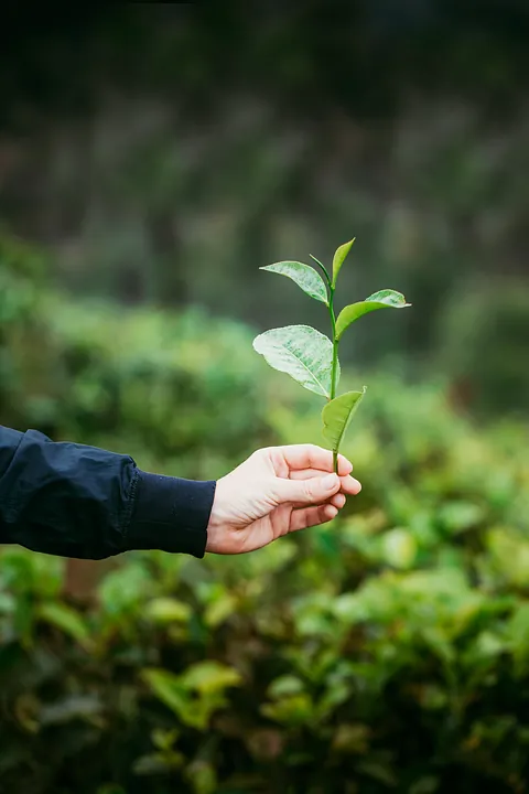 Asesoría medioambiental